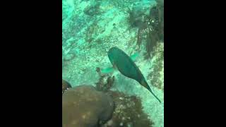 Stoplight Parrotfish on Sea Bottom parrotfish stoplightparrotfish underwater coralreef [upl. by Anwahs]