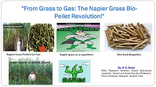 From Grass to Gas The Napier Grass BioPellet RevolutionDr PC Patel [upl. by Sherard792]