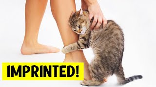 The 10 Signs Your Cat Has IMPRINTED On You 😸 [upl. by Rives69]