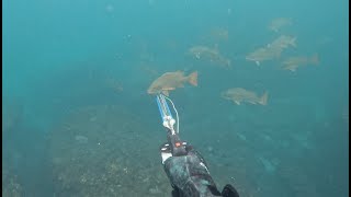 SnapperPargo Spearfishing in Perú [upl. by Bohi647]