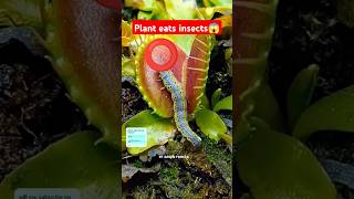 venus flytrap eats meat 😱 amazingfacts factsinhindi new facts latest trending ytshorts 1m [upl. by Rosenkrantz677]