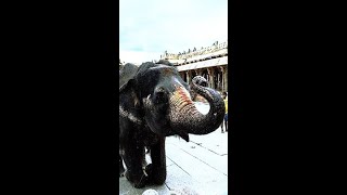 Kerala Elephants salutation to God [upl. by Amor307]