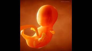 Fetal Development  040 weeks of pregnancy journey [upl. by Ia]