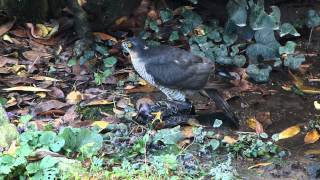 Sparrowhawk catches another Starling  2 [upl. by Tehr]