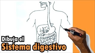 Dibujos del cuerpo humano 19  Cómo dibujar el sistema digestivo  Drawing digestive system [upl. by Ecinahs]