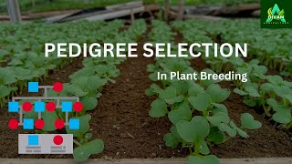 Pedigree Selection in Plant Breeding A Comprehensive Guide plantgenetics agriculture [upl. by Yila]