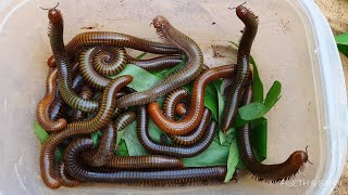 Explore In The Forest Up On The Mountain To Find Giant Millipedes  Young Millipedes [upl. by Violeta]