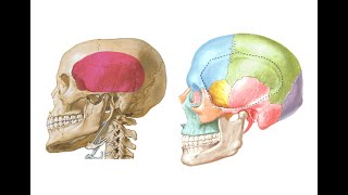 Kafa Kemikleri Bölüm 25 Fossa Temporalis Teorik [upl. by Naves]