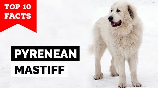 Pyrenean Mastiff  Top 10 Facts [upl. by Aicekan439]