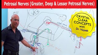 Petrosal Nerves  Greater Deep and Lesser Petrosal Nerves [upl. by Talbert195]