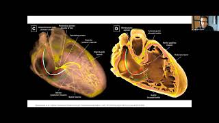 La stimulation des voies de conduction  Revue des données cliniques disponibles [upl. by Smail488]