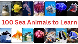 100 Sea Animals for Kids to Learn  Sea Animals Name  Ocean Wonders [upl. by Reinertson]