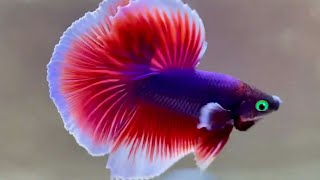 HD 10 beautiful betta fish  betta fish collection  betta fish  beautiful fish video aquarium 4k [upl. by Bailey203]