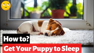 How to Get Your Puppy to Sleep Through The Night 4 Simple Tips [upl. by Notnyw108]