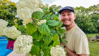 Storm Damage Hydrangeas amp Hedges Oh My  The Southerners Northern Garden [upl. by Alger323]