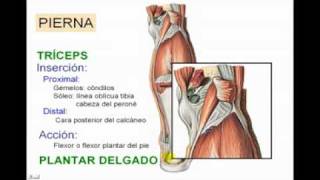 Miologia de Miembro Inferior 8 Diagnostico X [upl. by Alvin190]