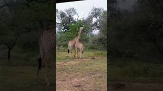 Giraffer i Sydafrika med Naturturism [upl. by Netnert]