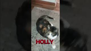 HOLLY calicoe animallovervideos catslife [upl. by Sewoll755]