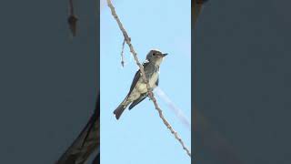 Olivesided Flycatcher Sound Video Songbird Nature Sounds [upl. by Grory]