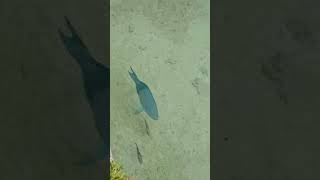 Parrot fishfish ytviral ytshorts parrotfish islandlifetrending shortsbermudaisland ofw [upl. by Adelaida]