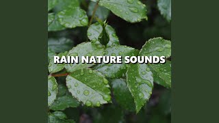 Relaxed Night Rain Sounds [upl. by Ocirred]