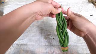 Sansevieria cylindrica Snake Plant braided adds beauty and whimsical house plant 3 [upl. by Inahs87]