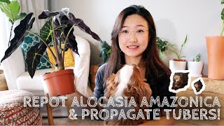 Plant Care amp Repot  Alocasia AmazonicaAlocasia Polly  Houseplants Propagation [upl. by Rusell35]