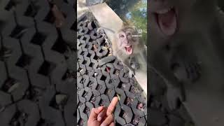 cute animals kitten viralvideo funny fypyoutube nature animalshorts foryou fyp virales [upl. by Aivatco]