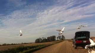 Pigeons being trained to a portable loft [upl. by Lotsirb]