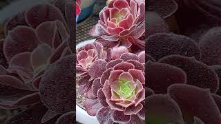 Aeonium Velour in Summer Dormancy 欧紫法师夏季休眠 aeonium succulent shorts [upl. by Aicertal]