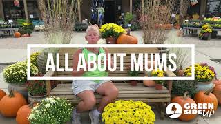 All About Mums  Fall Mums  How to Care for Mums [upl. by Ontina621]