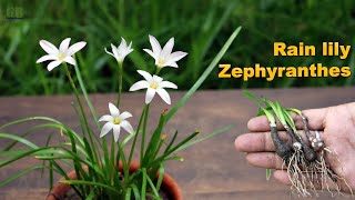 Super Easy Method to Grow Rain lily or Zephyranthes from Bulb  How to Propagate Rain lily from Bulb [upl. by Htebazile]