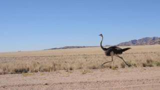 Ostrich at fullspeed [upl. by Arabrab966]