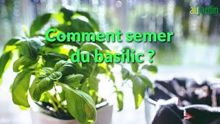 Comment SEMER du BASILIC [upl. by Epperson]