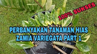 PERBANYAKAN TANAMAN ZAMIA VARIGATA Zamioculcas zamiifolia PART 1 [upl. by Nywnorb86]