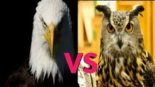 Eagle vs Owl eagle owlamazing documented comparisonmust watch [upl. by Inaboy]