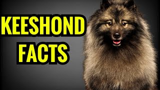 Keeshond Facts  Top 13 Facts You Must Know [upl. by Sihtnyc]