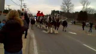 Budweiser Clydesdales in Sturbridge MA [upl. by Andrade]