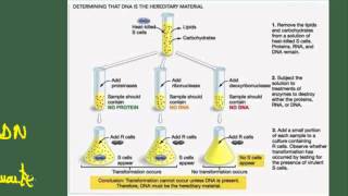 Biología 2 bach Tema 6 Ácidos nucleicos Estructura terciaria ADN Experimentos del ADN [upl. by Laerdna]