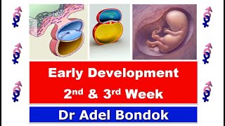 Early Development Week 2 and Week 3 Dr Adel Bondok [upl. by Hudnut]