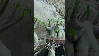 Bonsai Gardening Root Fertilizer Desert Rose Plant Flower Adenium [upl. by Heise]