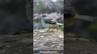 Cute Baby Grey Wagtail Calls for Mummy shorts [upl. by Aicineohp687]