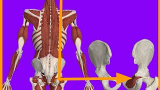 Obturstor Internus MuscleOriginInsertionActionBlood suppInnervationanatrelations gluteus [upl. by Aracot]