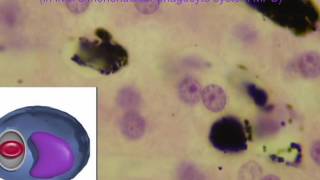 KUPFFER CELLS IN LIVER part 2 [upl. by Veedis]