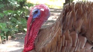 Wild turkey🐔Meleagris gallopavo✅Индейка домашняя [upl. by Verneuil]