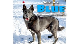 What is a BLUE GERMAN SHEPHERD [upl. by Ko25]