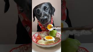 Breakfast Time🥚puppy dog dogfood shorts ytshort youtubeshorts [upl. by Teagan]