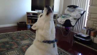 Siberian Husky Howling [upl. by Leitao]