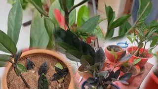 3 Ways to Propagate ZZ Plant  Zamia Plant  How to Propagate ZZ Plant  Fun Gardening [upl. by Ecyarg180]