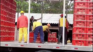 Carregamento De Frango Em Morrinhos Goiás [upl. by Smaj]